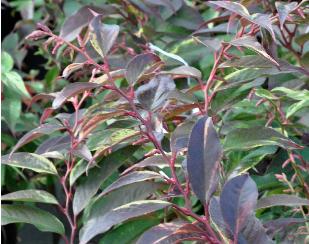 LeucothoefontanesianaRainbow