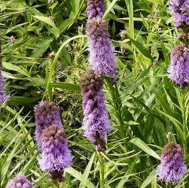 Liatris-spicata-lampenpoetser