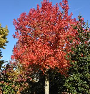 liquidambarstyracifluaWorbyRoseVNNherfstkleuren