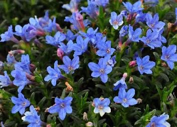 Lithodoralichterblauw