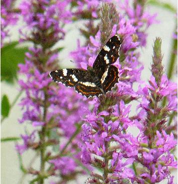 Lithrum-sallicara-kattestaart- bloemen-met-vlinder