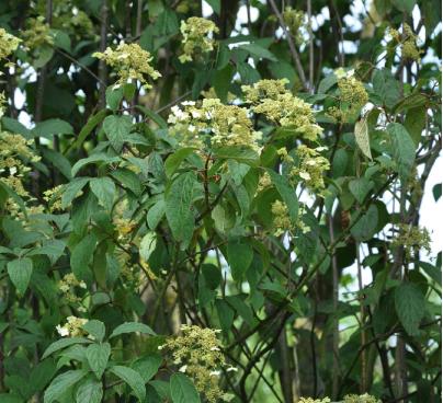 Longwhitehydrangeaheterom