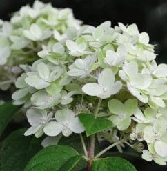 Hydrangea paniculata 'Magical Candle' 