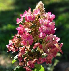 Hydrangea paniculata 'Magical Fire' bloemen