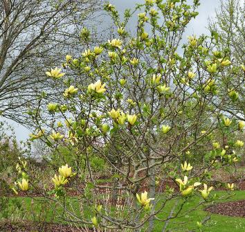 Magnolia-sunburst-overzichtfoto