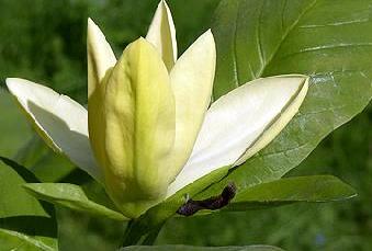 MAGNOLIADAPHNE2