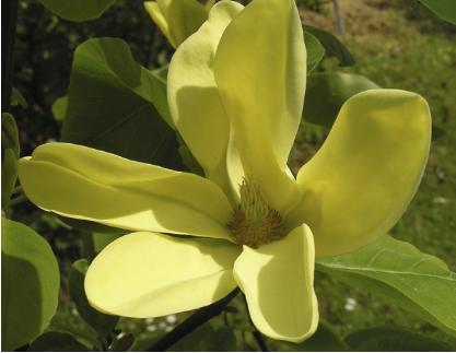 MAGNOLIADAPHNENICE