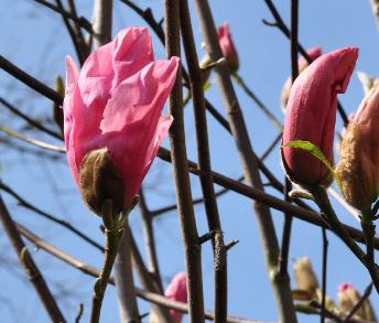 Magnolia 'Daybreak'