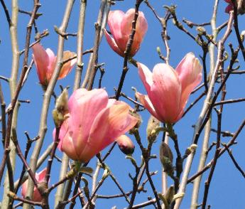 Magnolia 'Peachy'