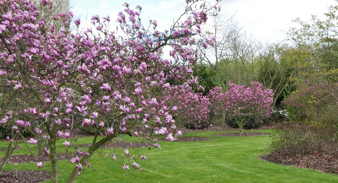 Magnoliasinbloei2