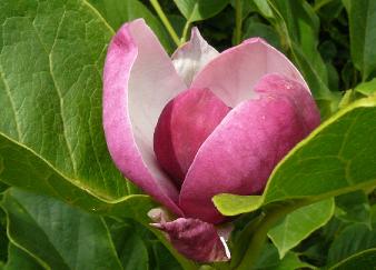 magnoliasoulangeanacloseupbloem