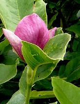 magnoliasoulangeanarusticarubra