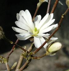 Magnoliastellatabloemmaartvn