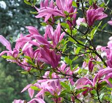 MAGNOLIASUSAN