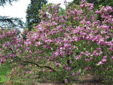 MagnoliaSusantotaalbeeldVNice