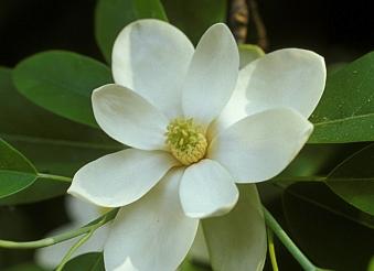 MAGNOLIAVIRGINIANAAUSTRALIS