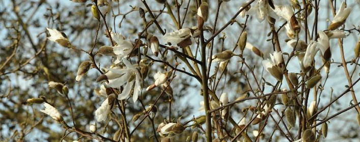 Magnolia x proctoriana ' kruising Magnolia salicifolia x Magnolia stellata , smal opgaande beverboom