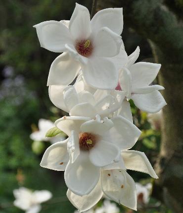 MagnoliaxVeitchiiIscaVN