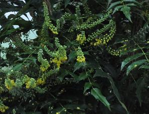 Mahonia-x-media-Charity-Mahonia-japonica-x-Mahonia-lomariiifolia