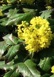 Mahoniaaquifolium