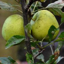 Malus domestica'Lombaerts Calleville' foto-oktober