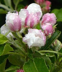 Malus-domestica-James-grieve-laagstam-bloei