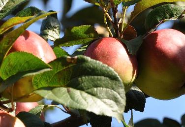 Malus domestica 'La Paix' vn