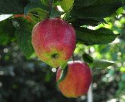 Malus domestica LaPaix  pommier 