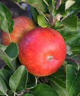 Malus domesticA 'Alkmene' closeup