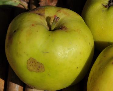 Malus domestica 'Witte winter Lombaerts Calleville'