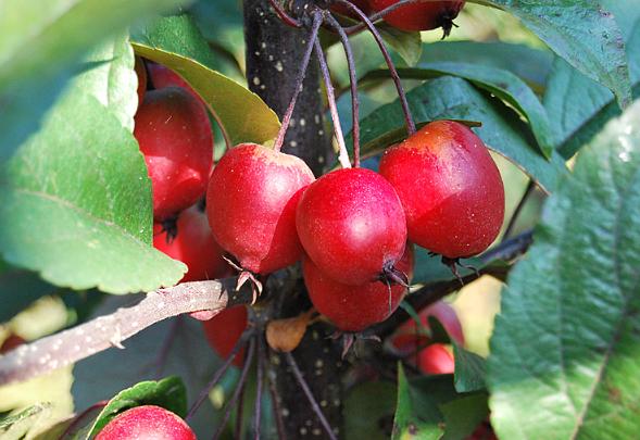 Malus Mill 'Moulin Rouge'