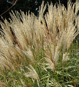 Miscanthus sinensis ‘Jacu-Jima’