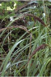 miscanthus