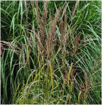 Miscanthus sinensis 'Afrika'