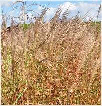 Miscanthus sinensis 'Aldebaran'   2