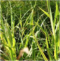 Miscanthus sinensis 'Cabaret' 2