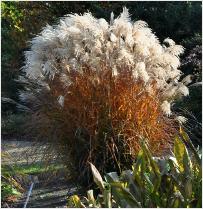 Miscanthus sinensis 'Ferner Osten' herstkleuren