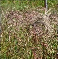 Miscanthus sinensis 'Flamingo'  4