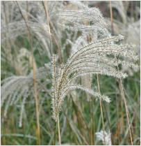 Miscanthus sinensis Graziella closeup 2VN