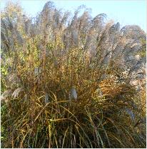 Miscanthus sinensis Haiku herstkleuren VN