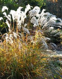 Miscanthus sinensis 'Kaskade' herfstkleuren