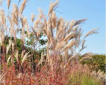 Miscanthus sinensis 'Malepartus'VNN