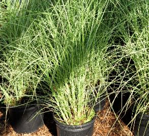 Miscanthus sinensis 'Morning light' jonge planten