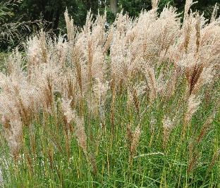 Miscanthus sinensis 'Nippon'2VN