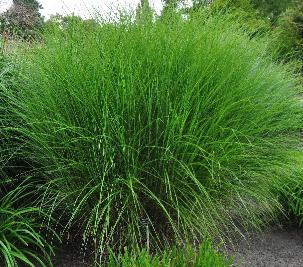 Miscanthus sinensis 'Pünktchen'