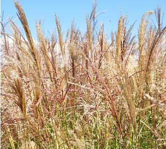 Miscanthus sinensis 'RotePfeil'2