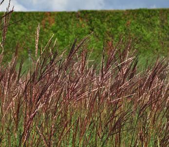 Miscanthus sinensis 'Red Chief'closeup bloemaren