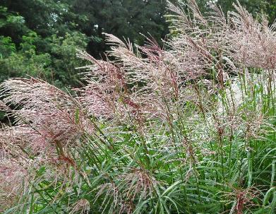 Miscanthus sinensis 'Rothsilber'