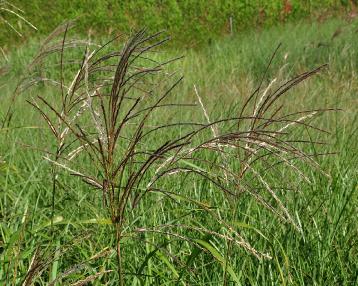 Miscanthus sinensis 'Silberturm' aren