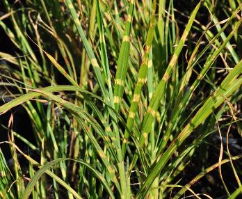 Miscanthus sinensis 'Strictus' 3